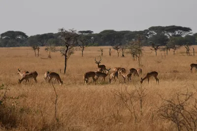 DSC_3396 (Large).JPG